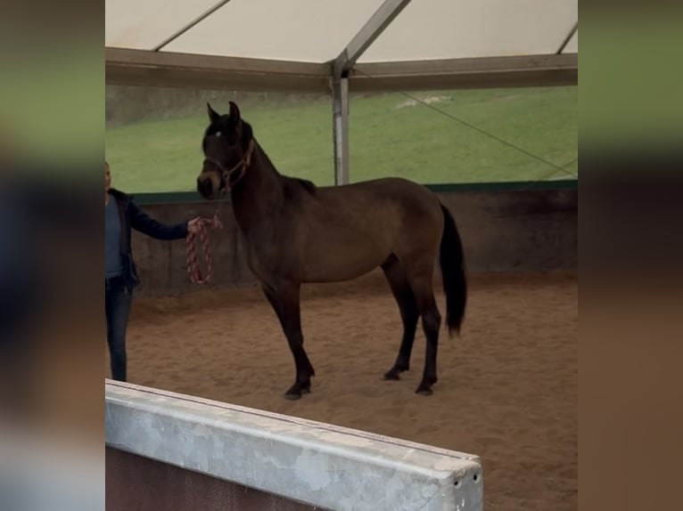 PRE Mix Ogier 3 lat 150 cm Bułana in Leuchtenberg