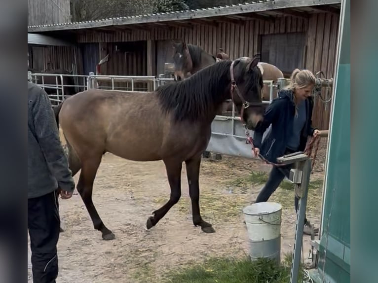 PRE Mix Ogier 3 lat 150 cm Bułana in Leuchtenberg