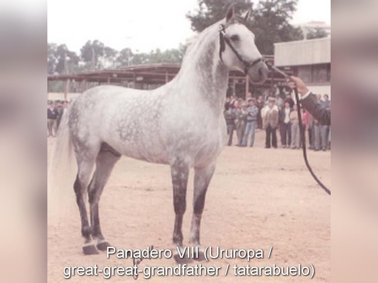 PRE Mix Ogier 3 lat 150 cm Bułana in Leuchtenberg