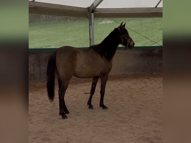 PRE Mix Ogier 3 lat 150 cm Bułana in Leuchtenberg