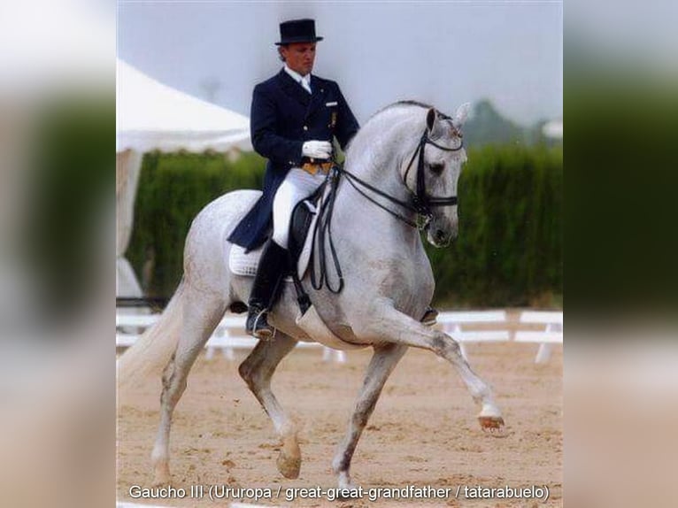 PRE Mix Ogier 3 lat 150 cm Bułana in Leuchtenberg