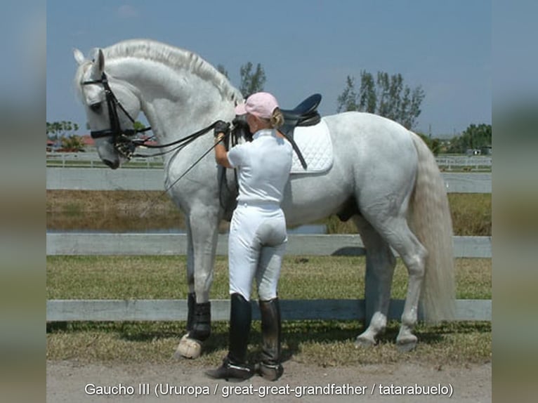 PRE Mix Ogier 3 lat 150 cm Bułana in Leuchtenberg