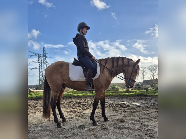 PRE Mix Ogier 3 lat 155 cm Bułana in quimperlé