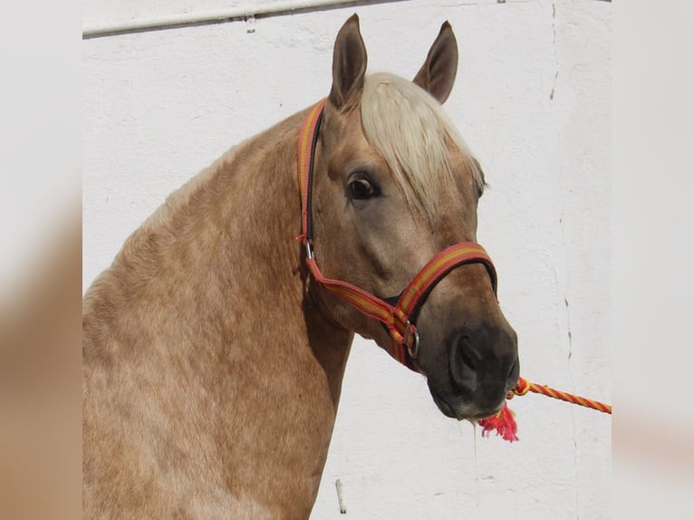 PRE Ogier 3 lat 155 cm Izabelowata in Vejer de la Frontera