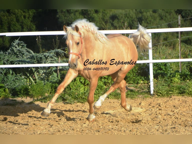 PRE Mix Ogier 3 lat 155 cm Izabelowata in Vejer de la Frontera