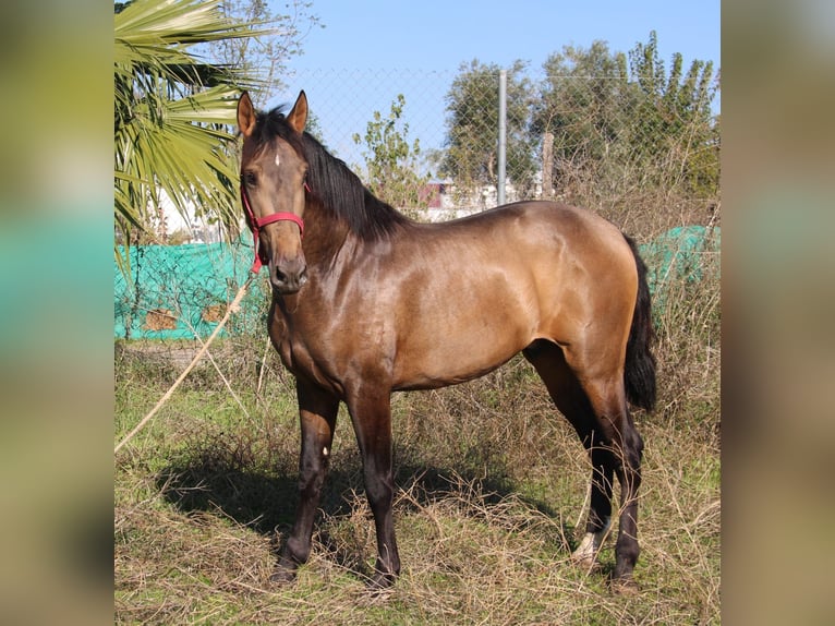 PRE Ogier 3 lat 155 cm Jelenia in Vejer de la Frontera