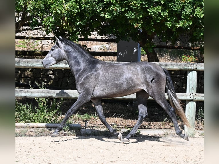 PRE Mix Ogier 3 lat 155 cm Siwa in Menorca