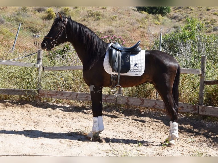 PRE Ogier 3 lat 156 cm Kara in Provinz Malaga