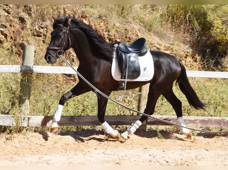 PRE Ogier 3 lat 156 cm Kara in Provinz Malaga