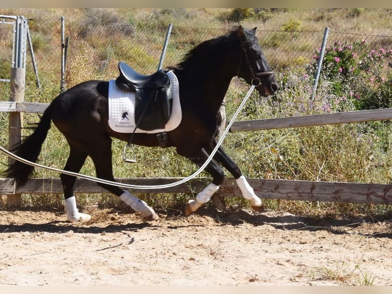 PRE Ogier 3 lat 156 cm Kara in Provinz Malaga