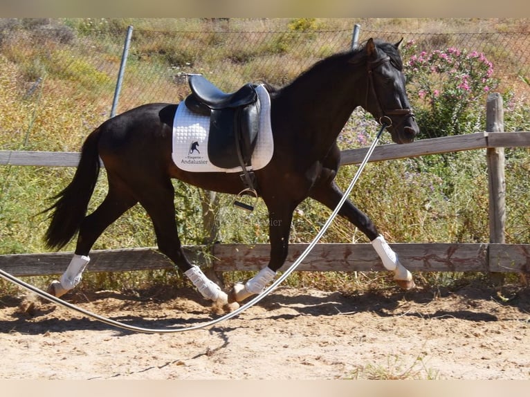 PRE Ogier 3 lat 156 cm Kara in Provinz Malaga