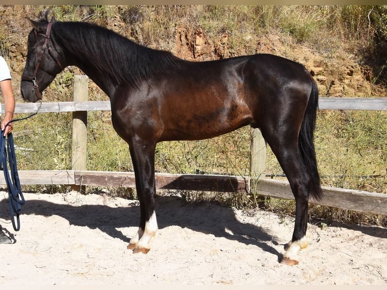 PRE Ogier 3 lat 156 cm Kara in Provinz Malaga