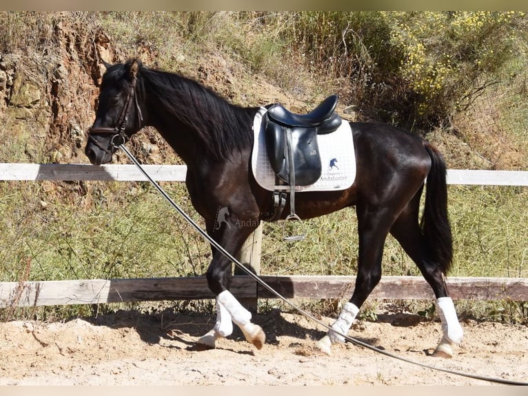 PRE Ogier 3 lat 156 cm Kara in Provinz Malaga