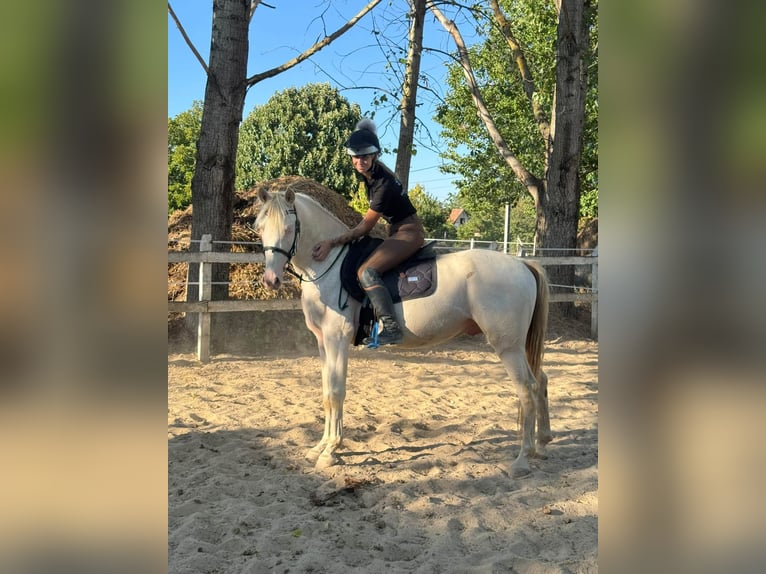 PRE Mix Ogier 3 lat 156 cm Perlino in Visz