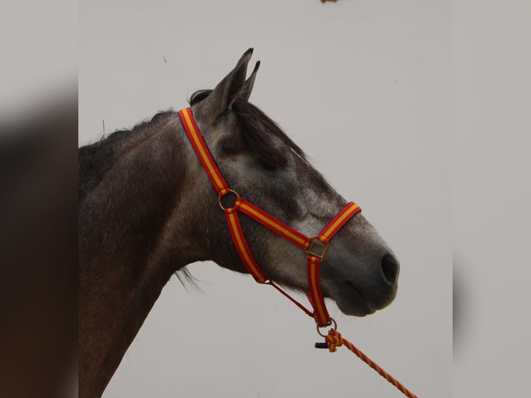 PRE Mix Ogier 3 lat 156 cm Siwa in Vejer de la Frontera