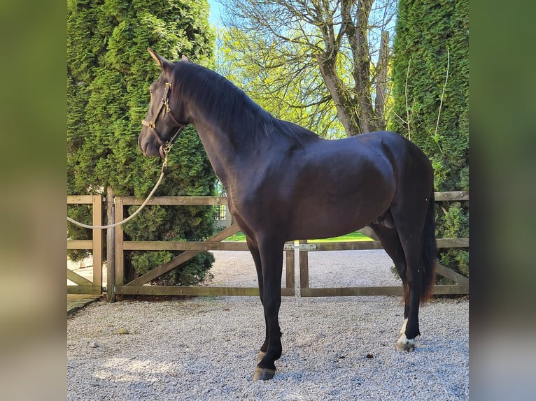 PRE Mix Ogier 3 lat 157 cm Kara in Edling