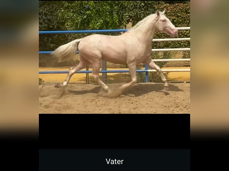 PRE Mix Ogier 3 lat 157 cm Kara in Edling