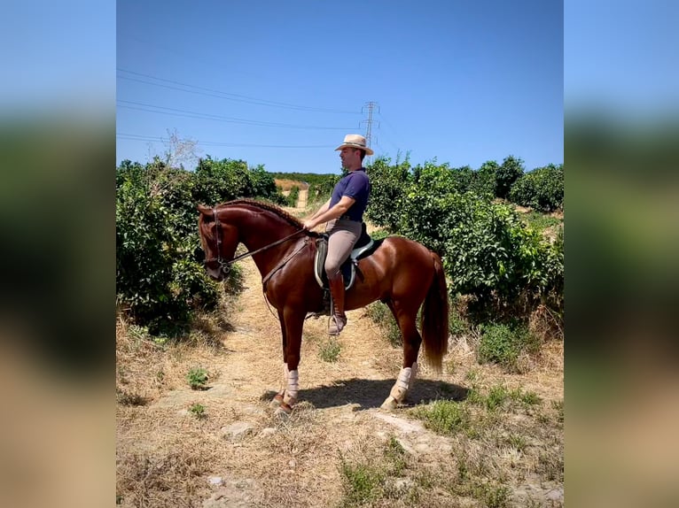 PRE Ogier 3 lat 158 cm Kasztanowata in Galaroza (Huelva)