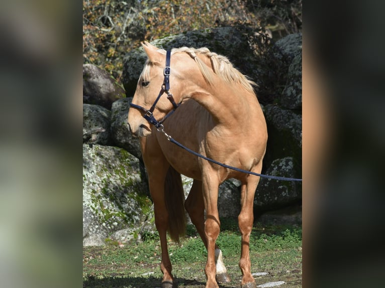 PRE Ogier 3 lat 159 cm Izabelowata in El Real De La Jara