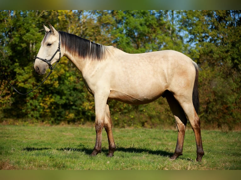 PRE Ogier 3 lat 160 cm Bułana in CAUMONT