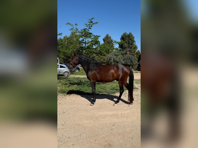 PRE Mix Ogier 3 lat 160 cm Ciemnogniada in Valderrobres