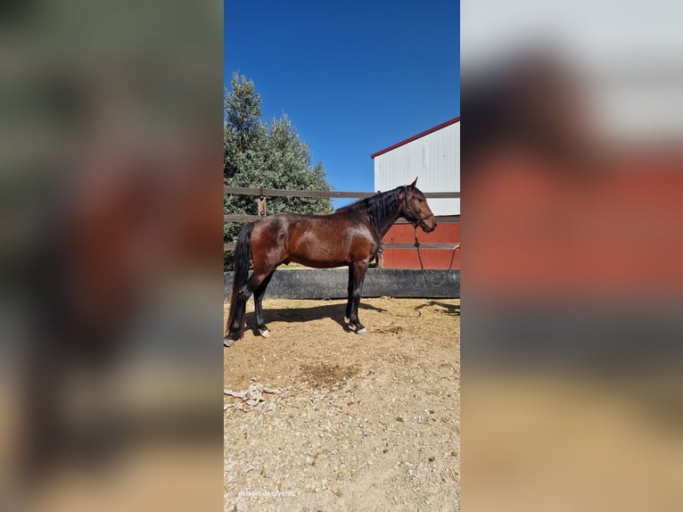 PRE Mix Ogier 3 lat 160 cm Ciemnogniada in Valderrobres