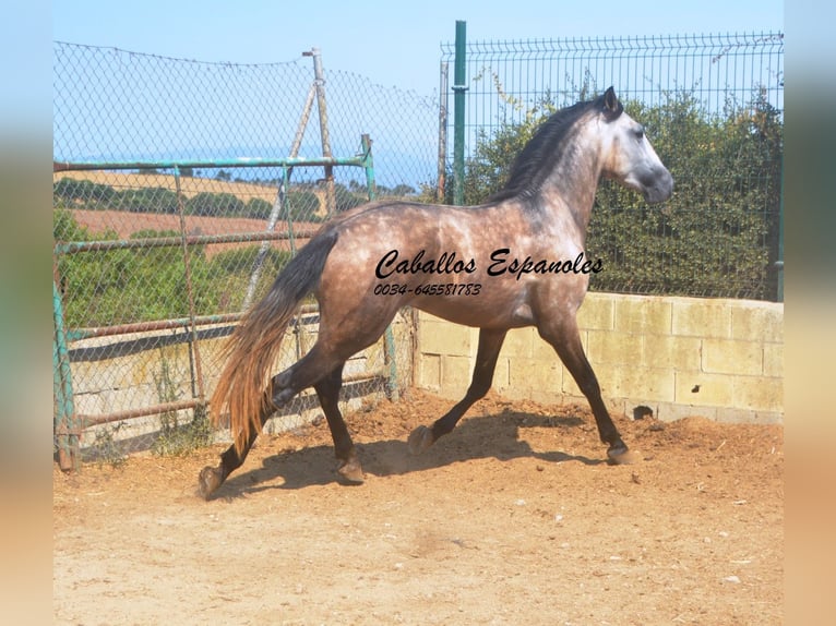 PRE Mix Ogier 3 lat 160 cm Formy Brown Falb in Vejer de la Frontera