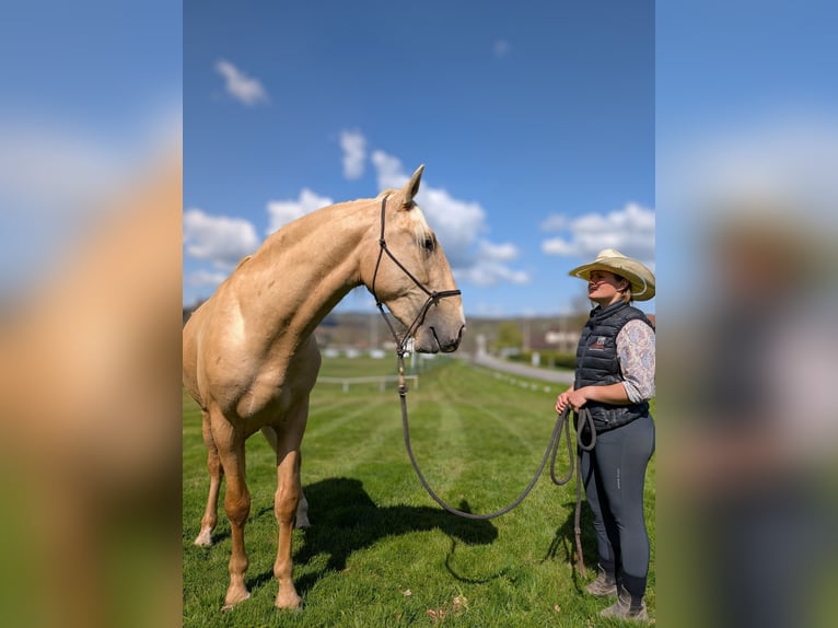 PRE Mix Ogier 3 lat 160 cm Izabelowata in Caumont