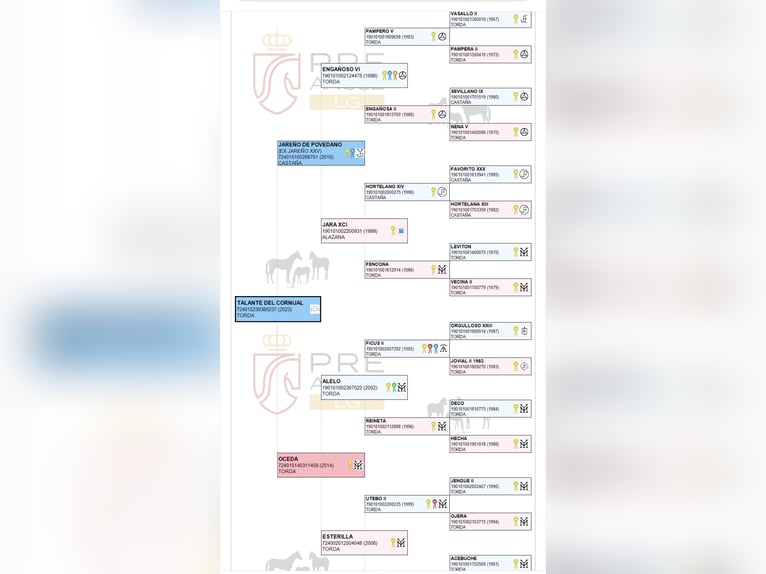 PRE Ogier 3 lat 160 cm Siwa jabłkowita in Cañada De San Pedro