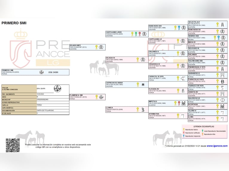PRE Ogier 3 lat 160 cm Siwa in Waldhölzbach