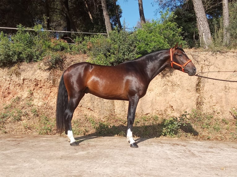 PRE Mix Ogier 3 lat 161 cm Ciemnogniada in Terrassa