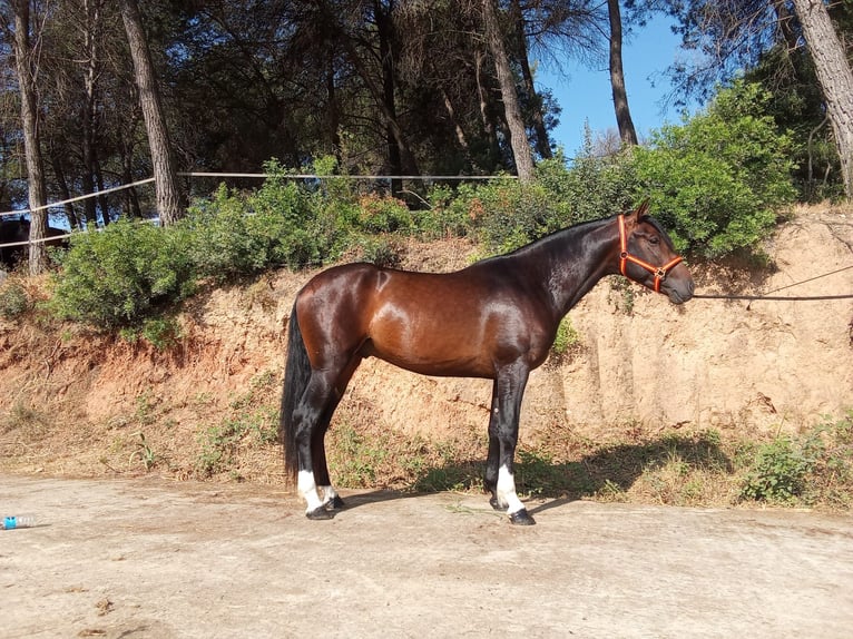 PRE Mix Ogier 3 lat 161 cm Ciemnogniada in Terrassa