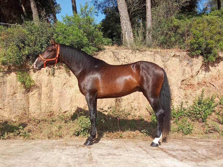 PRE Mix Ogier 3 lat 161 cm Ciemnogniada in Terrassa