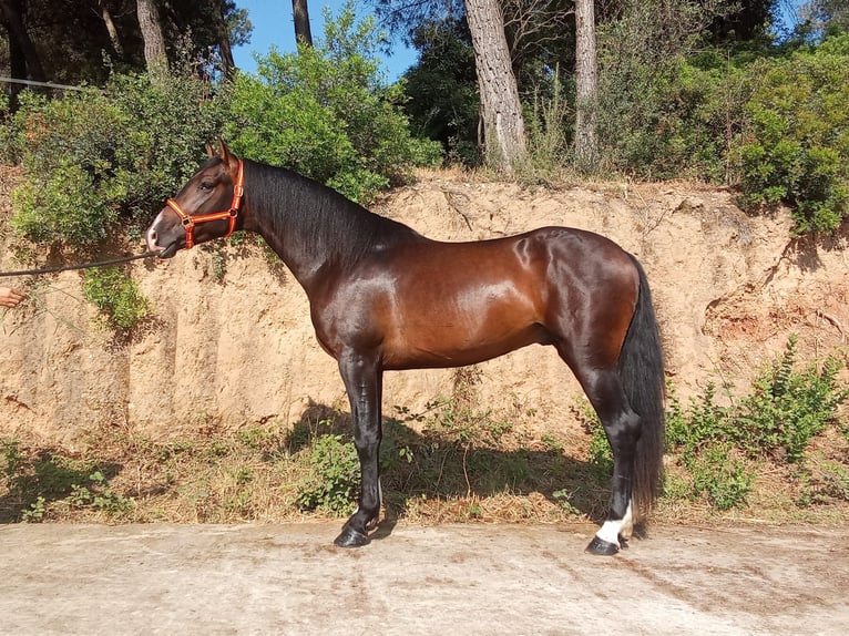 PRE Mix Ogier 3 lat 161 cm Ciemnogniada in Terrassa