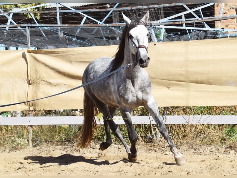 PRE Ogier 3 lat 161 cm Siwa in Provinz Granada