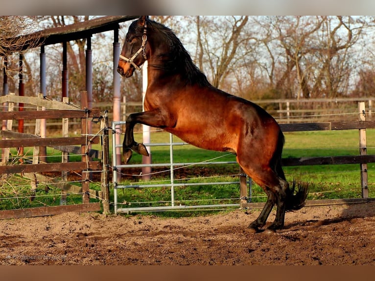 PRE Mix Ogier 3 lat 162 cm Gniada in Brandis