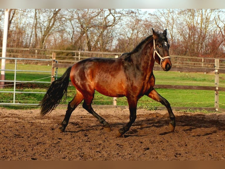 PRE Mix Ogier 3 lat 162 cm Gniada in Brandis