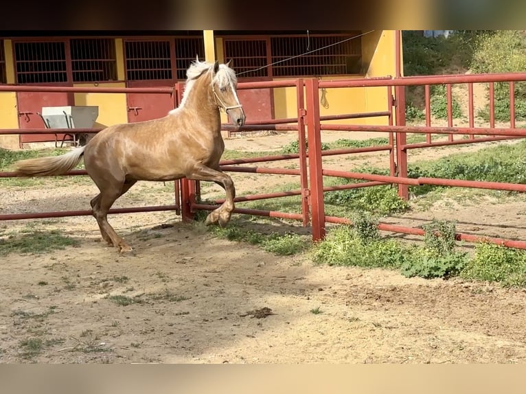 PRE Mix Ogier 3 lat 162 cm Izabelowata in Galaroza (Huelva)