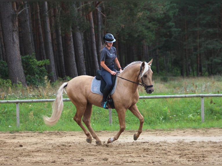 PRE Mix Ogier 3 lat 162 cm Izabelowata in Santok