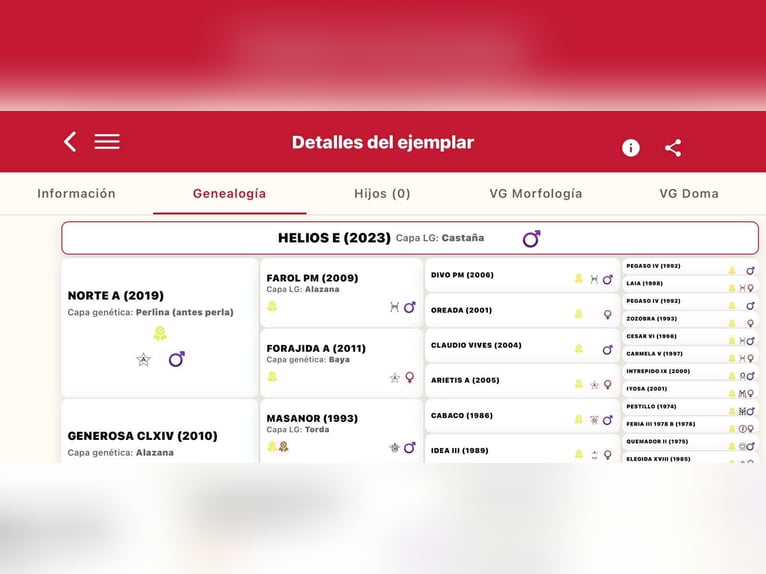 PRE Mix Ogier 3 lat 162 cm Jelenia in Galaroza (Huelva)