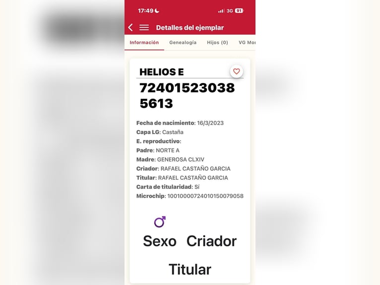 PRE Mix Ogier 3 lat 162 cm Jelenia in Galaroza (Huelva)