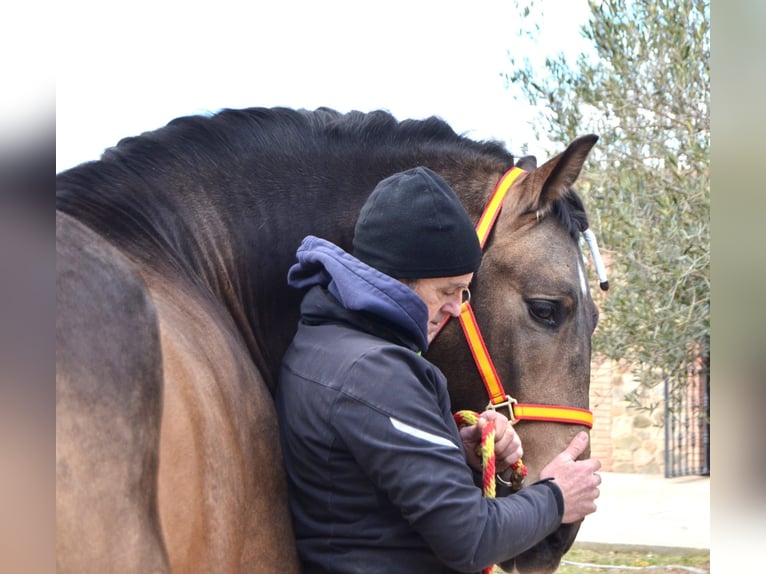 PRE Mix Ogier 3 lat 162 cm Jelenia in Logroño