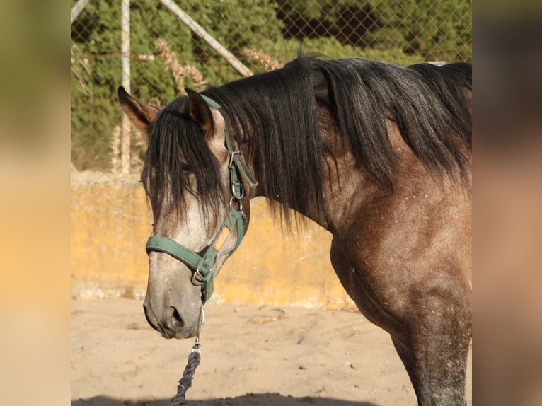 PRE Mix Ogier 3 lat 162 cm Kasztanowatodereszowata in Vejer de la Frontera