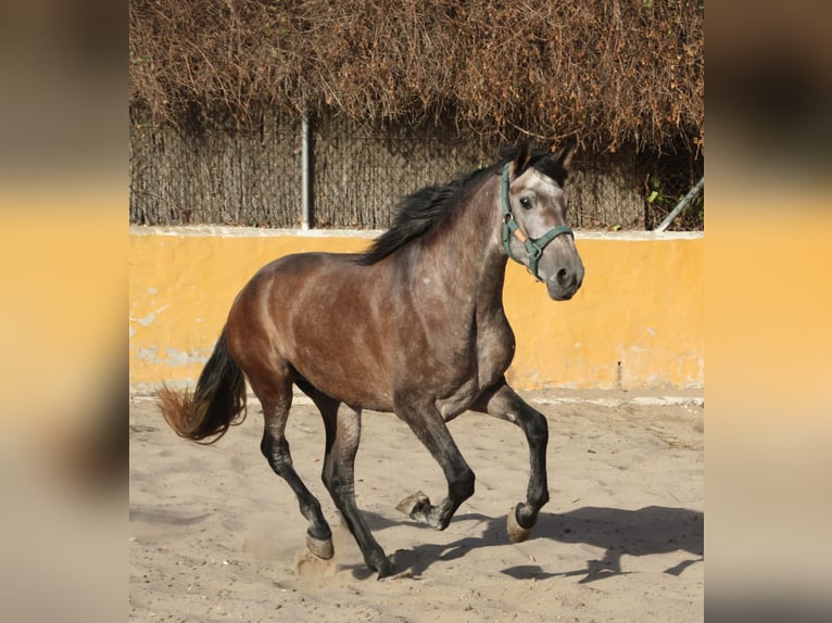 PRE Mix Ogier 3 lat 162 cm Kasztanowatodereszowata in Vejer de la Frontera