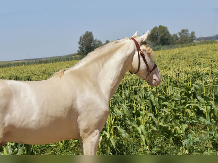 PRE Mix Ogier 3 lat 162 cm Perlino in Galaroza (Huelva)