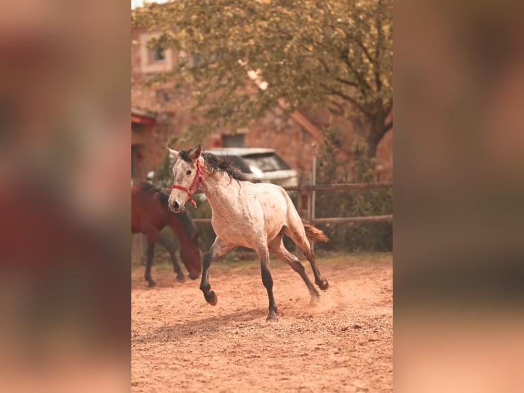 PRE Ogier 3 lat 162 cm Siwa in Felanitx