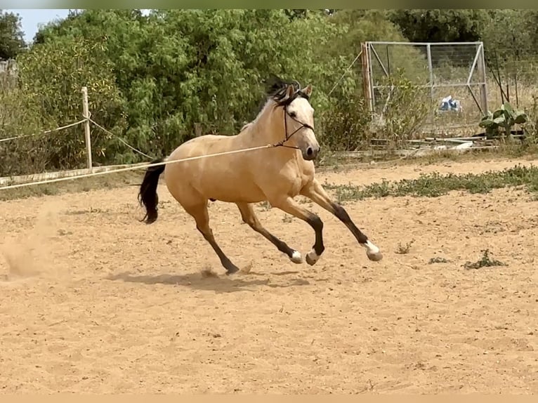 PRE Mix Ogier 3 lat 163 cm Bułana in Galaroza (Huelva)