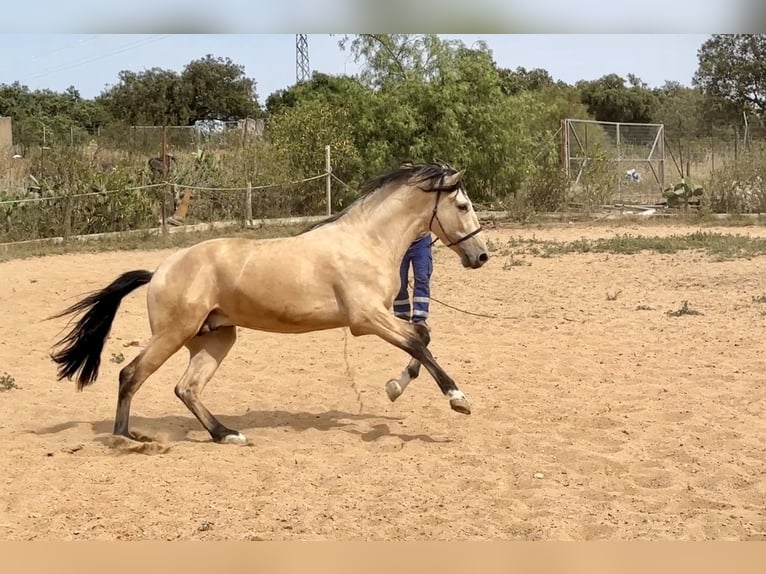 PRE Mix Ogier 3 lat 163 cm Bułana in Galaroza (Huelva)