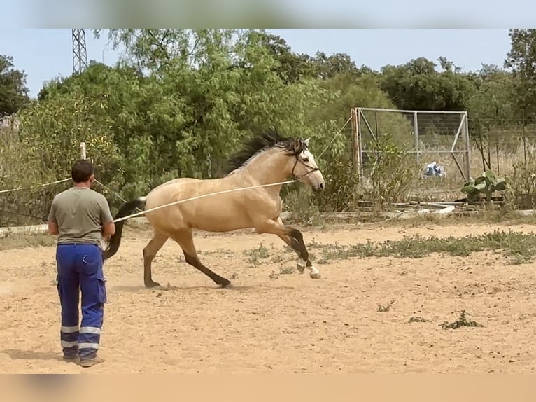 PRE Mix Ogier 3 lat 163 cm Bułana in Galaroza (Huelva)