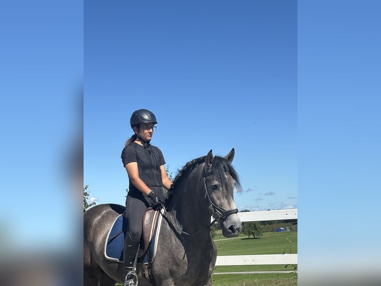 PRE Ogier 3 lat 163 cm Karosiwa in Sigmarszell